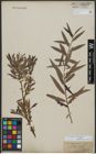 Foto von Salix triandra L. x Salix viminalis L.